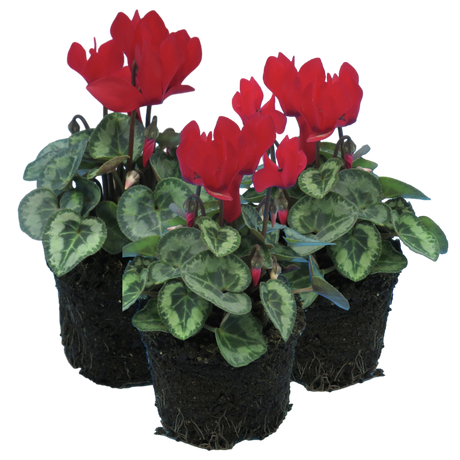 Cyclamen persicum Silver Leaf 'Scarlet' from Cedar Nursery, Cobham