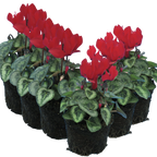 Cyclamen persicum Silver Leaf 'Scarlet' from Cedar Nursery, Cobham