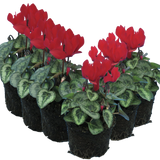 Cyclamen persicum Silver Leaf 'Scarlet' from Cedar Nursery, Cobham