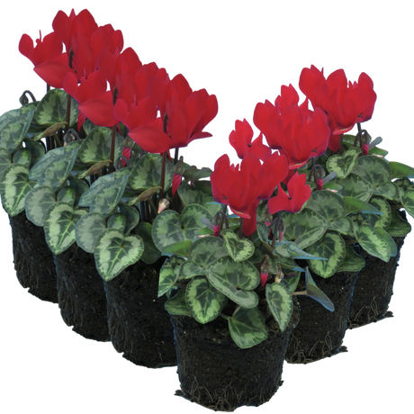 Cyclamen persicum Silver Leaf 'Scarlet' from Cedar Nursery, Cobham