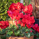 Cyclamen persicum Silver Leaf 'Scarlet' from Cedar Nursery, Cobham