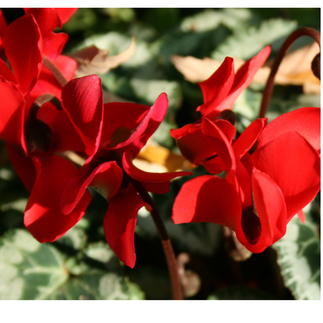 Cyclamen persicum Silver Leaf 'Scarlet' from Cedar Nursery, Cobham