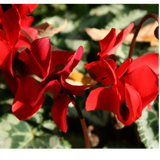Cyclamen persicum Silver Leaf 'Scarlet' from Cedar Nursery, Cobham