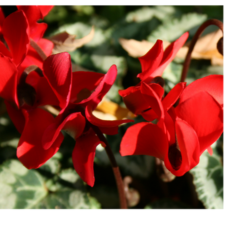 Cyclamen persicum Silver Leaf 'Scarlet' from Cedar Nursery, Cobham