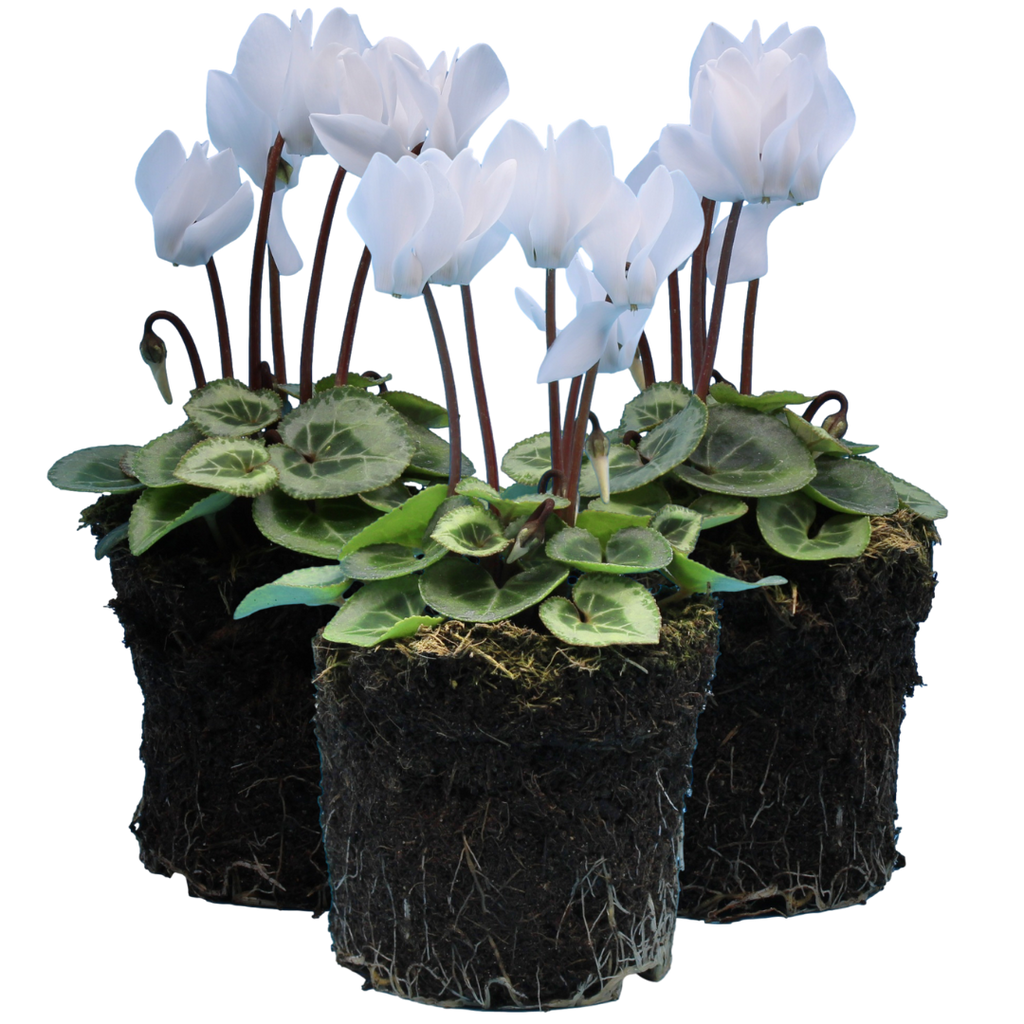 Cyclamen persicum Silver Leaf 'White' from Cedar Nursery, Cobham