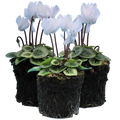 Cyclamen persicum Silver Leaf 'White' from Cedar Nursery, Cobham