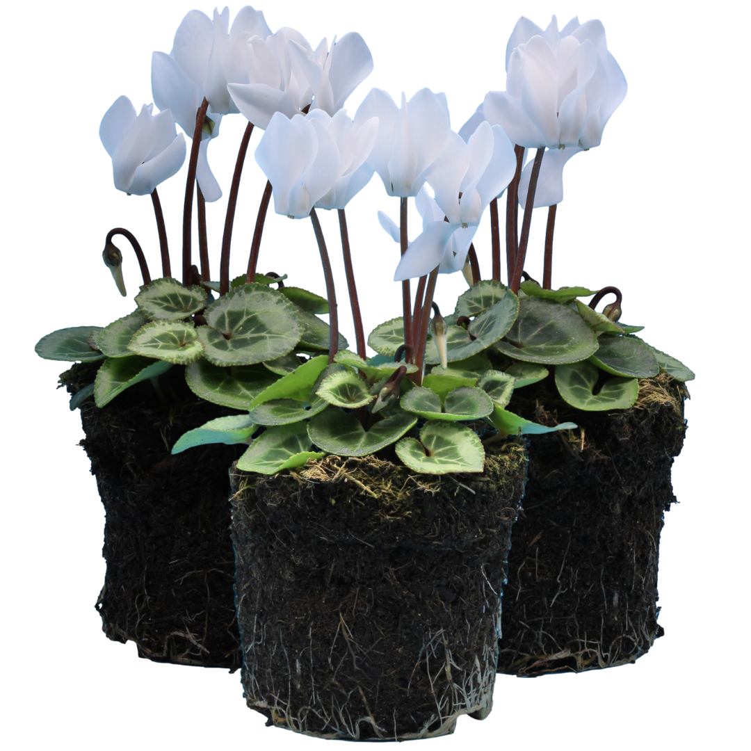 Cyclamen persicum Silver Leaf 'White' from Cedar Nursery, Cobham
