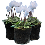 Cyclamen persicum Silver Leaf 'White' from Cedar Nursery, Cobham