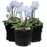 Cyclamen persicum Silver Leaf 'White' from Cedar Nursery, Cobham
