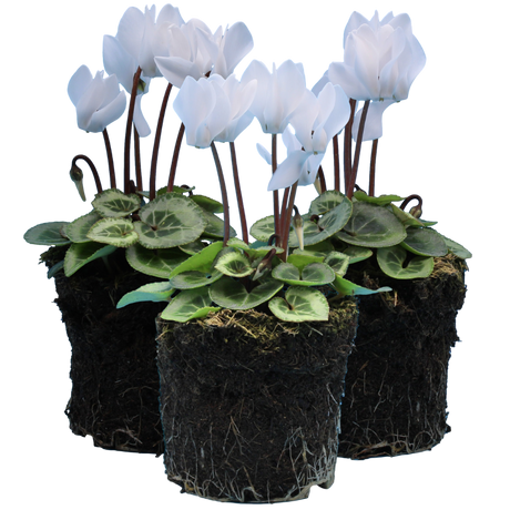 Cyclamen persicum Silver Leaf 'White' from Cedar Nursery, Cobham