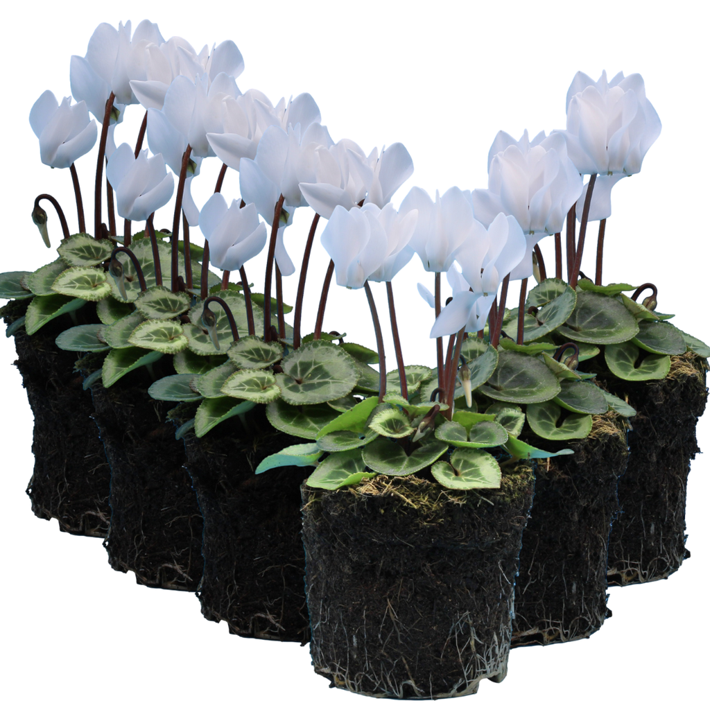Cyclamen persicum Silver Leaf 'White' from Cedar Nursery, Cobham