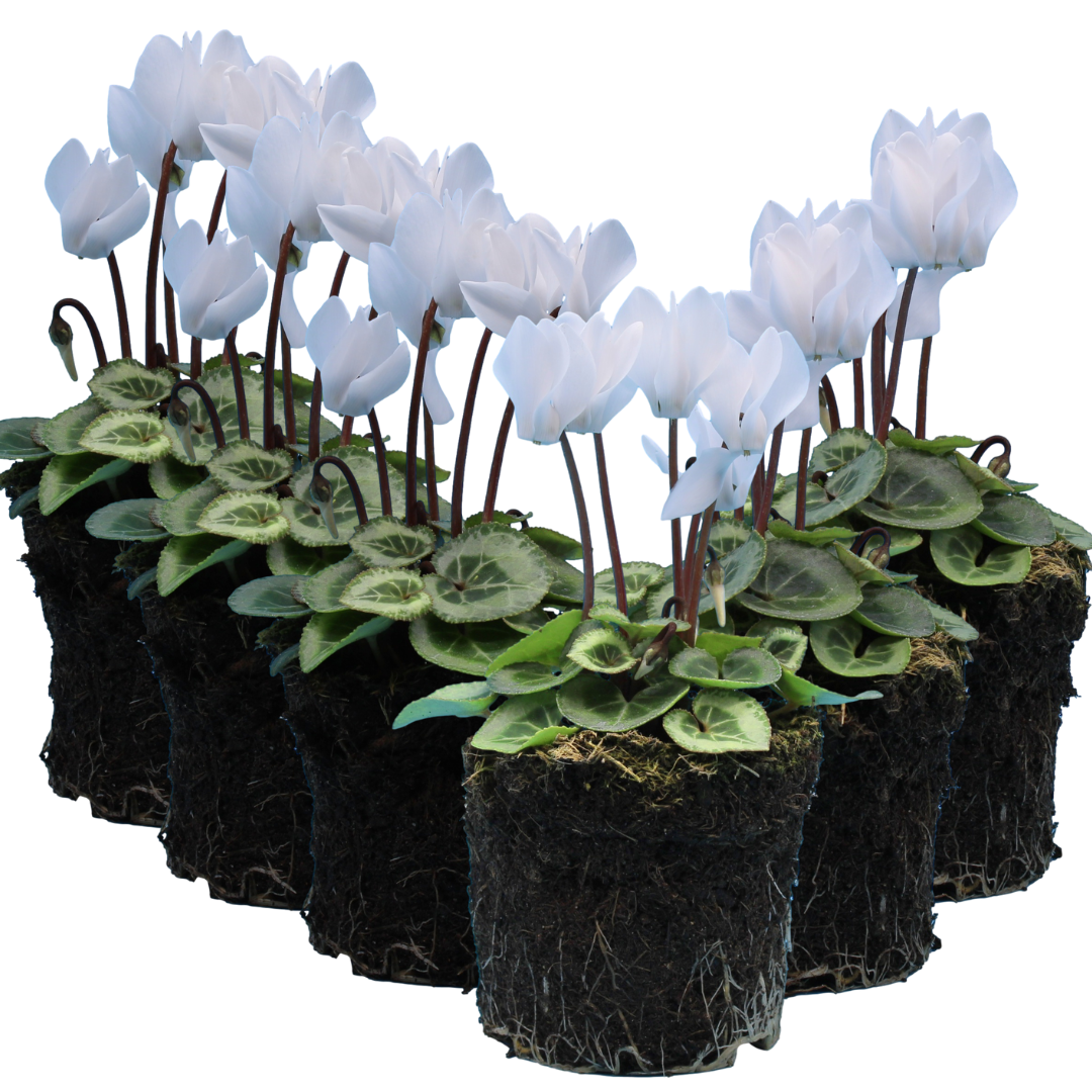Cyclamen persicum Silver Leaf 'White' from Cedar Nursery, Cobham