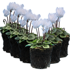 Cyclamen persicum Silver Leaf 'White' from Cedar Nursery, Cobham