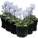 Cyclamen persicum Silver Leaf 'White' from Cedar Nursery, Cobham