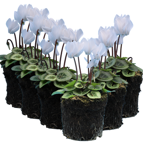 Cyclamen persicum Silver Leaf 'White' from Cedar Nursery, Cobham
