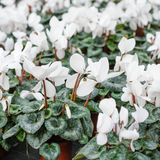 Cyclamen persicum Silver Leaf 'White' from Cedar Nursery, Cobham
