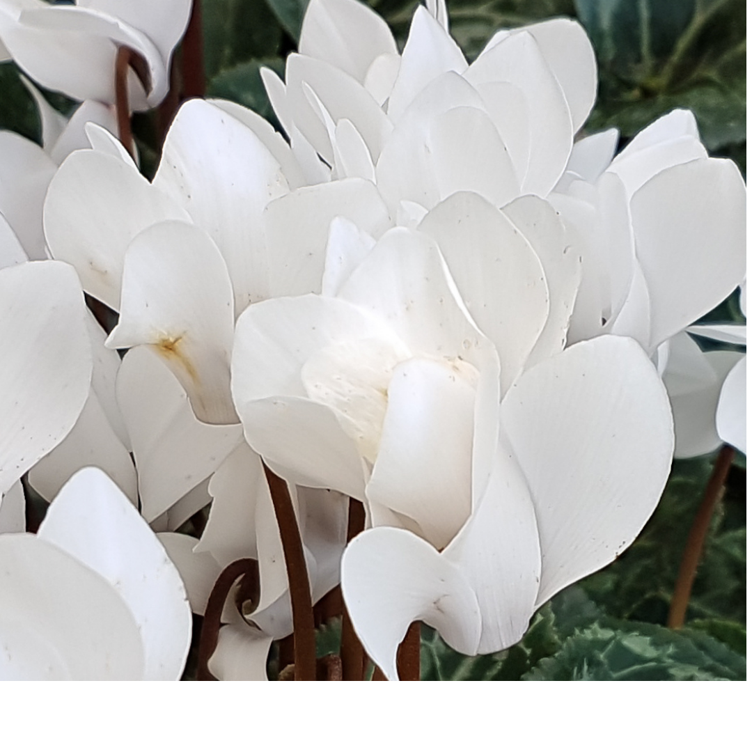 Cyclamen persicum Silver Leaf 'White' from Cedar Nursery, Cobham