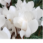 Cyclamen persicum Silver Leaf 'White' from Cedar Nursery, Cobham