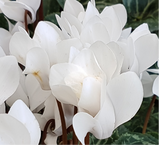 Cyclamen persicum Silver Leaf 'White' from Cedar Nursery, Cobham