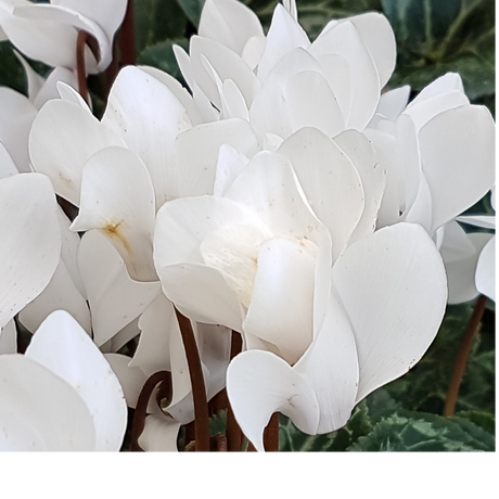 Cyclamen persicum Silver Leaf 'White' from Cedar Nursery, Cobham