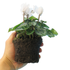 Cyclamen persicum 'White' from Cedar Nursery, Cobham