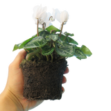 Cyclamen persicum 'White' from Cedar Nursery, Cobham