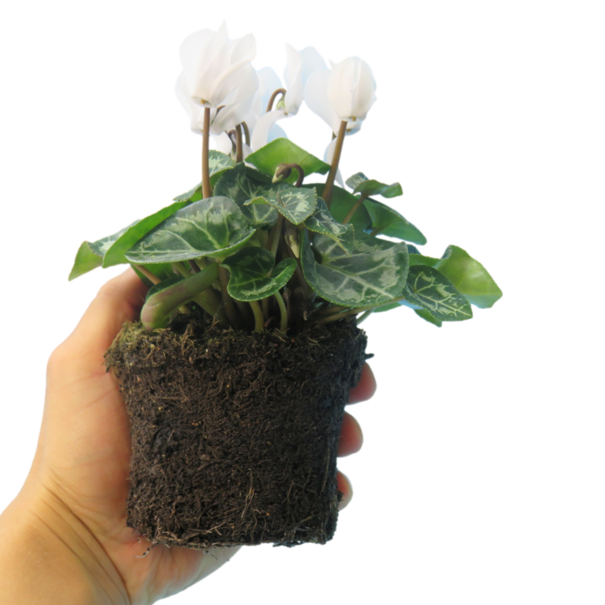 Cyclamen persicum 'White' from Cedar Nursery, Cobham