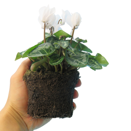 Cyclamen persicum 'White' from Cedar Nursery, Cobham