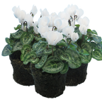 Cyclamen persicum 'White' from Cedar Nursery, Cobham
