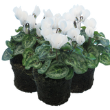 Cyclamen persicum 'White' from Cedar Nursery, Cobham
