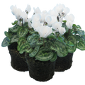 Cyclamen persicum 'White Flame' from Cedar Nursery, Cobham