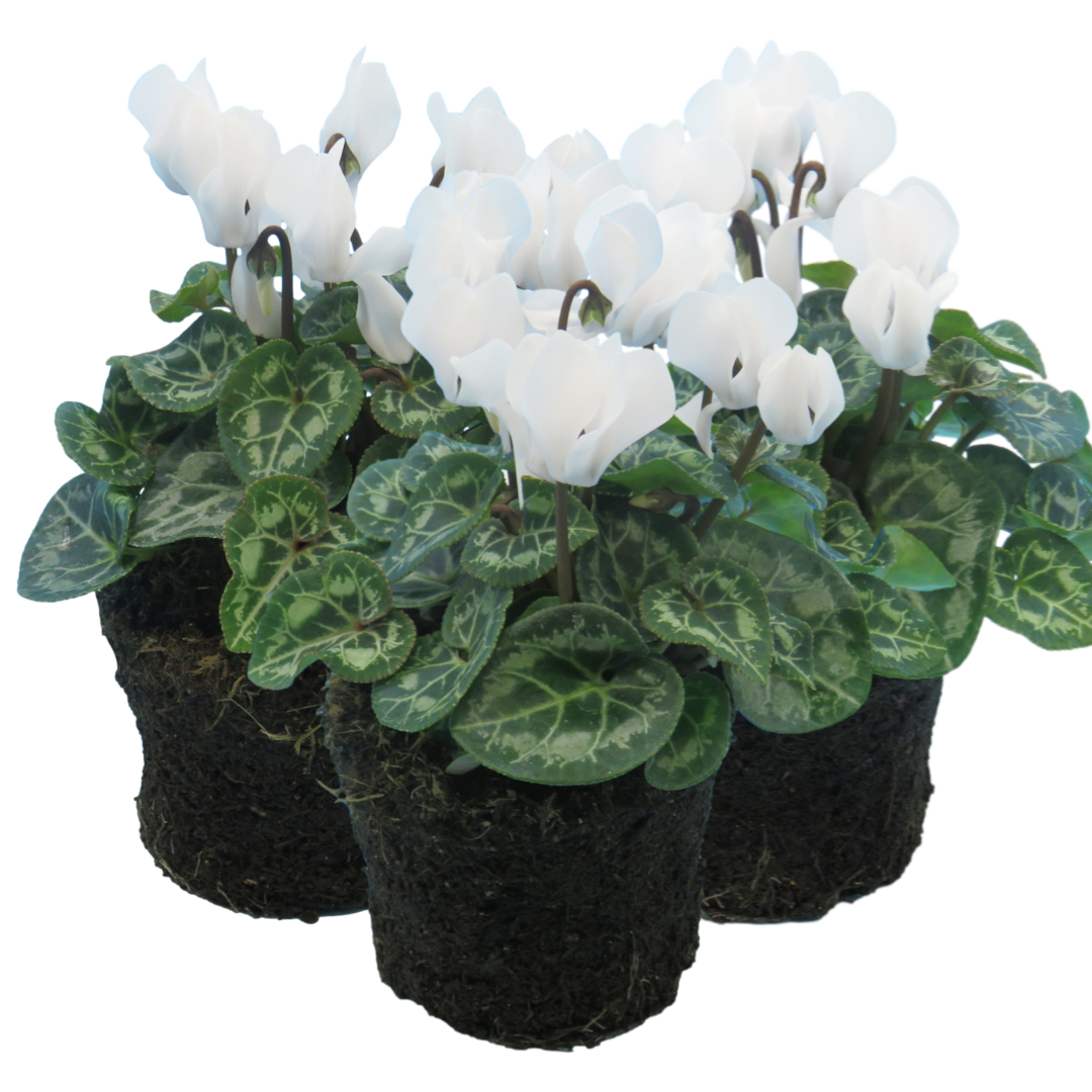 Cyclamen persicum 'White Flame' from Cedar Nursery, Cobham