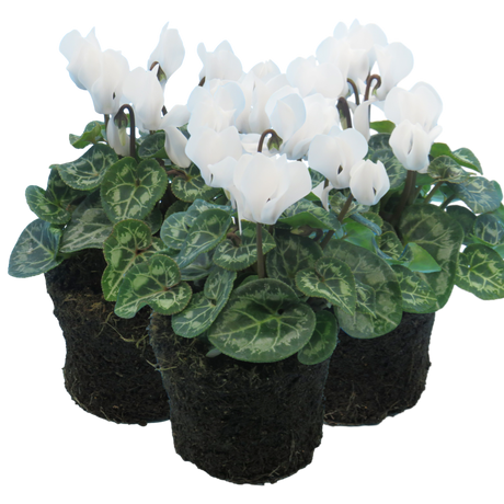 Cyclamen persicum 'White Flame' from Cedar Nursery, Cobham