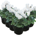 Cyclamen persicum 'White' from Cedar Nursery, Cobham
