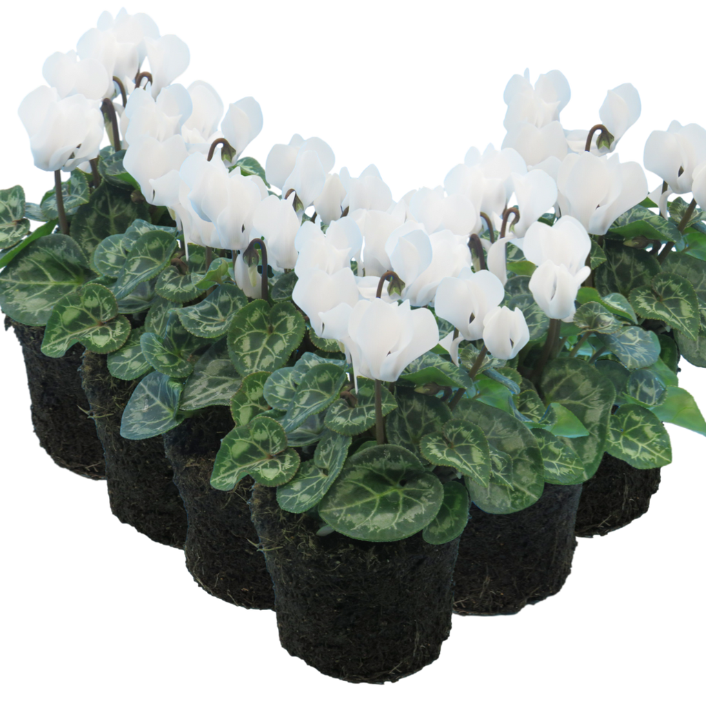 Cyclamen persicum 'White Flame' from Cedar Nursery, Cobham