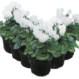 Cyclamen persicum 'White Flame' from Cedar Nursery, Cobham