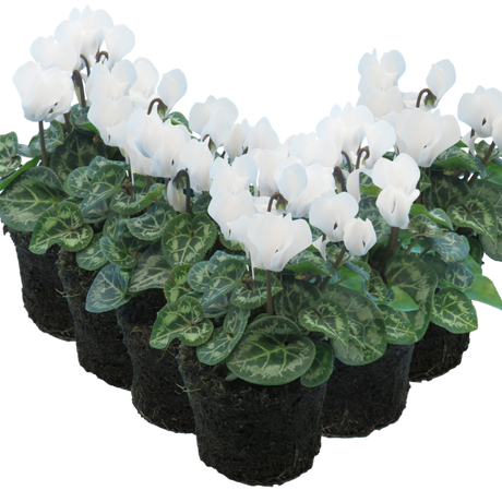 Cyclamen persicum 'White Flame' from Cedar Nursery, Cobham
