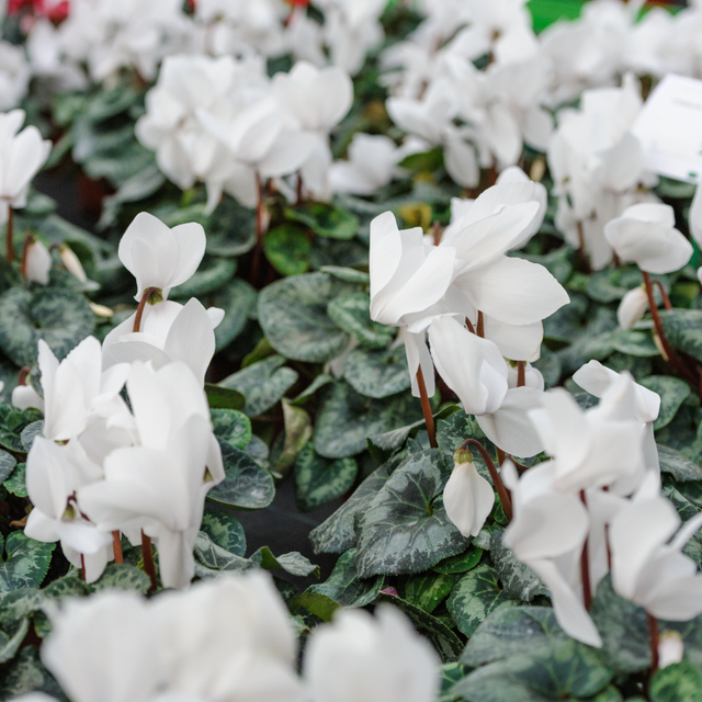 Cyclamen persicum 'White' from Cedar Nursery, Cobham