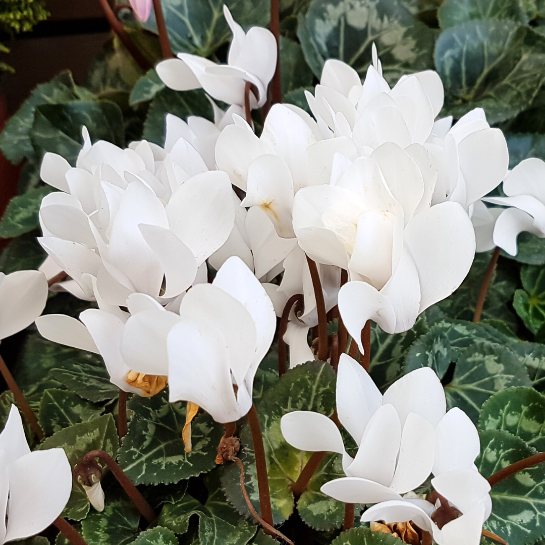 Cyclamen persicum 'White' from Cedar Nursery, Cobham