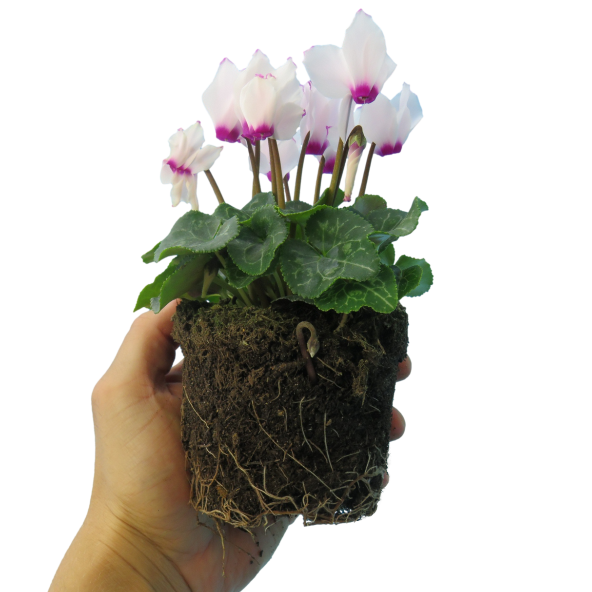 Cyclamen persicum 'White Flame' from Cedar Nursery, Cobham