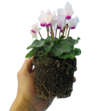 Cyclamen persicum 'White Flame' from Cedar Nursery, Cobham