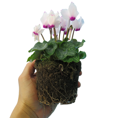 Cyclamen persicum 'White Flame' from Cedar Nursery, Cobham