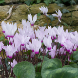 Cyclamen persicum 'White Flame' from Cedar Nursery, Cobham