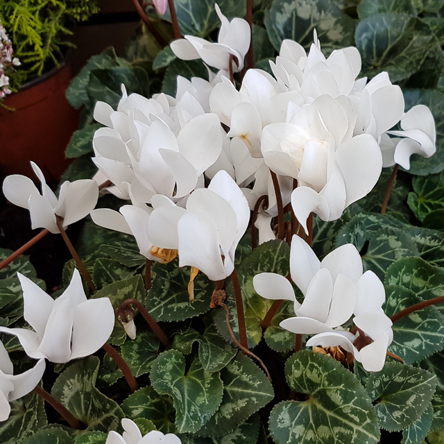 Cyclamen persicum Flame White 1L at Cedar Nursery Surrey