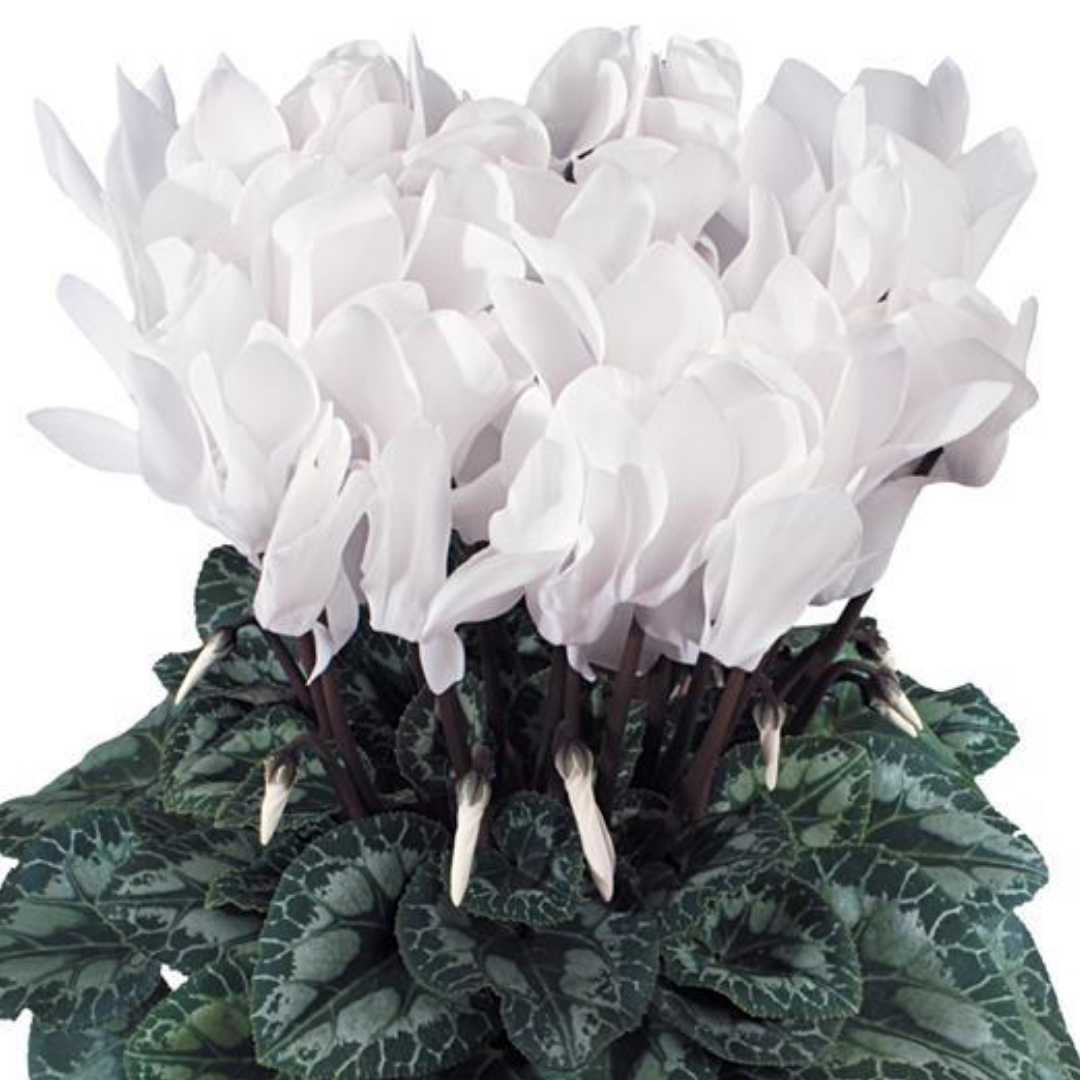 Cyclamen persicum Flame White 1L at Cedar Nursery Surrey