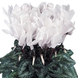 Cyclamen persicum Flame White 1L at Cedar Nursery Surrey