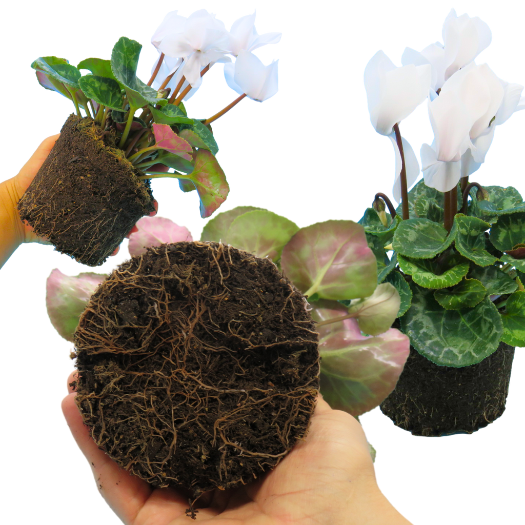 Cyclamen persicum Flame White 1L at Cedar Nursery Surrey
