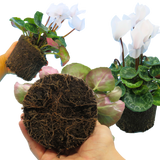 Cyclamen persicum Flame White 1L at Cedar Nursery Surrey