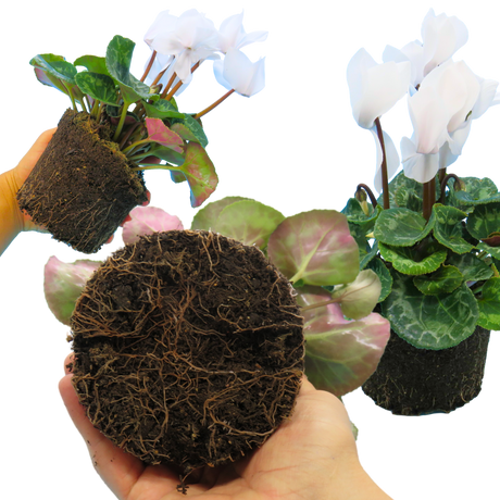 Cyclamen persicum Flame White 1L at Cedar Nursery Surrey