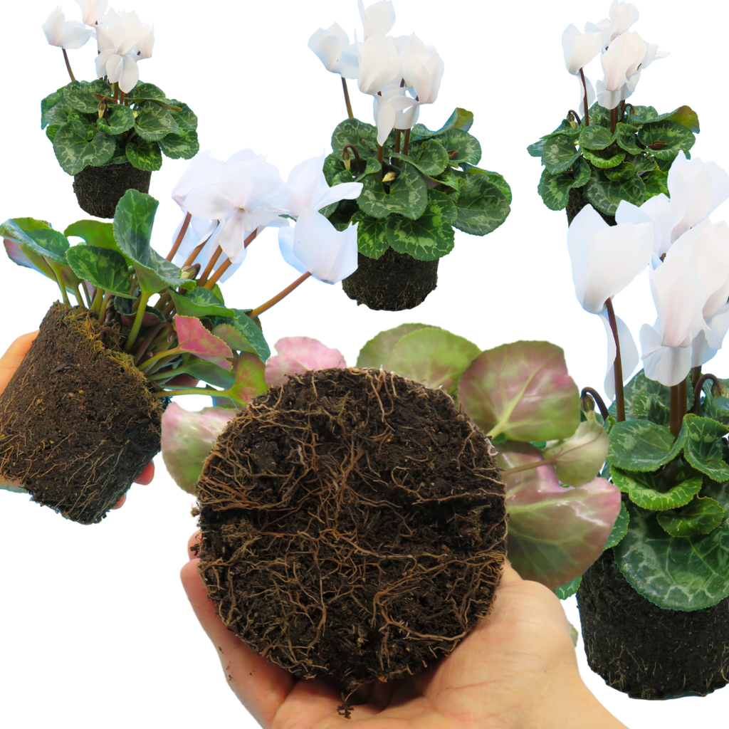 Cyclamen persicum Flame White 1L at Cedar Nursery Surrey